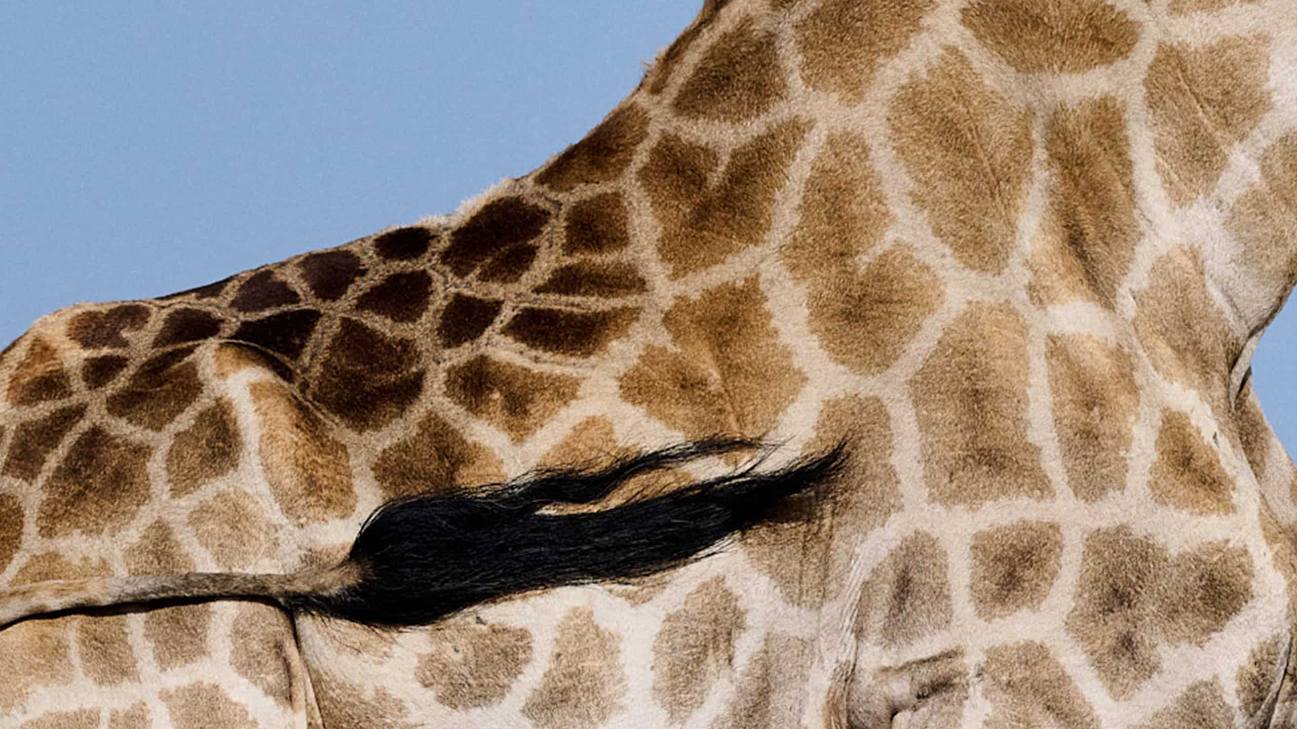 Giraffe Body and Tail