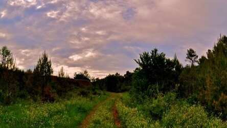 Threre is some trees in the picture