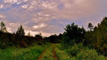 Threre is some trees in the picture