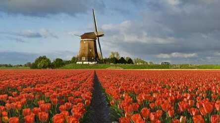 There are some flower in the picture